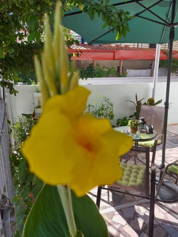 Paralía Alenstudios מראה חיצוני תמונה