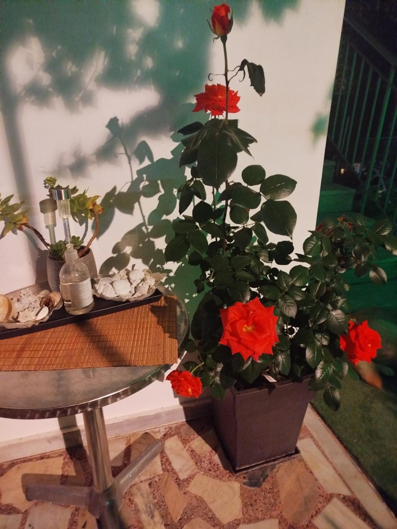 Paralía Alenstudios מראה חיצוני תמונה